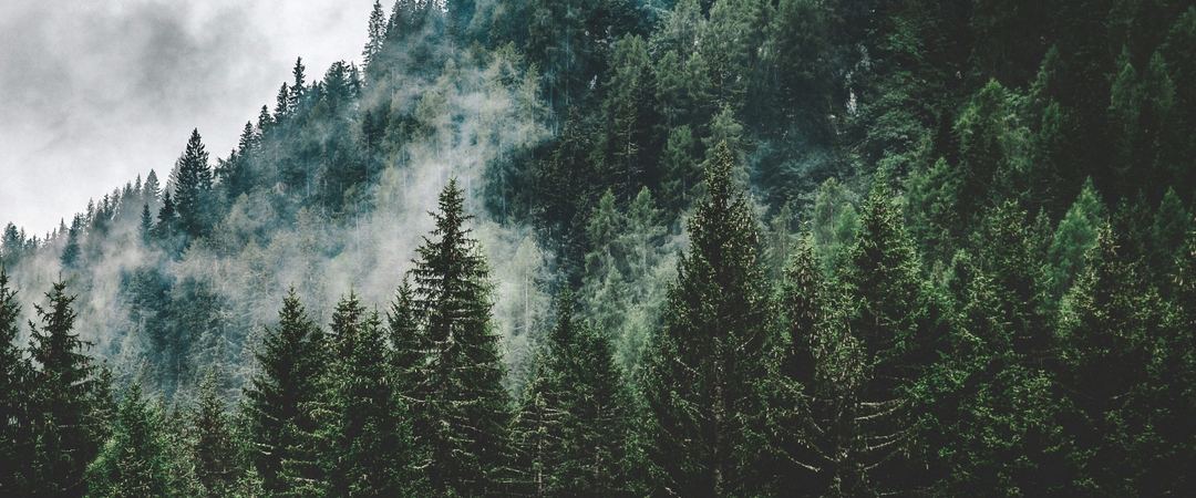Winter Forest